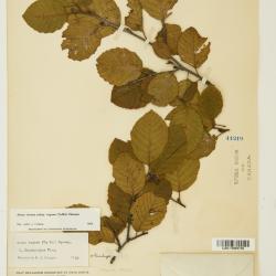 Alnus incana