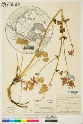 Aquilegia formosa
