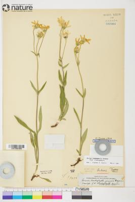 Arnica lonchophylla