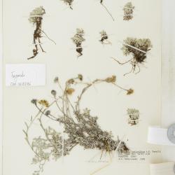 Antennaria media