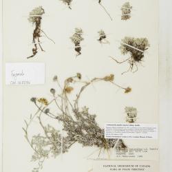 Antennaria media