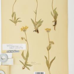 Arnica angustifolia
