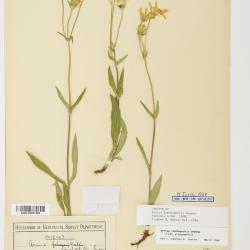 Arnica lonchophylla
