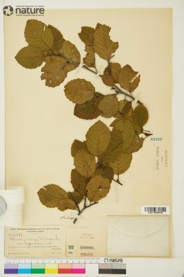 Alnus incana
