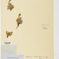 Artemisia borealis