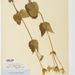 Arnica L.