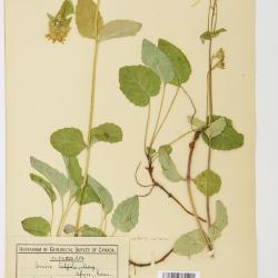 Arnica L.