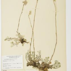 Antennaria howellii