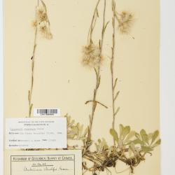Antennaria howellii