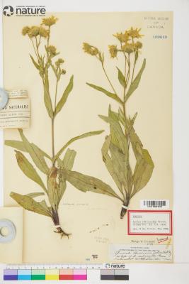Arnica L.