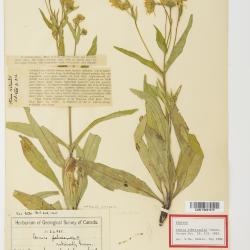 Arnica L.