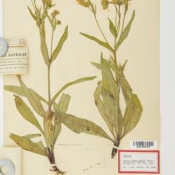 Arnica L.