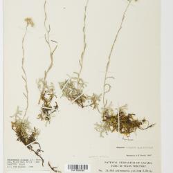 Antennaria rosea