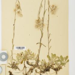Antennaria howellii