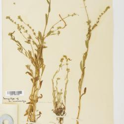 Amsinckia Lehm.
