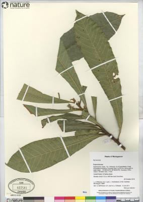 Argomuellera longistipula