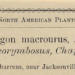 Andropogon glomeratus