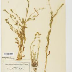 Amsinckia Lehm.