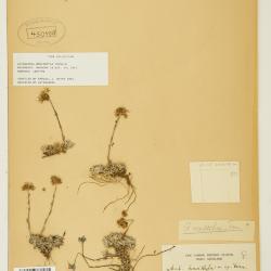 Antennaria alpina