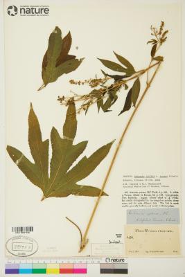 Ambrosia trifida