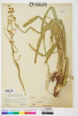 Anticlea elegans