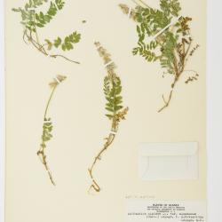 Astragalus alpinus