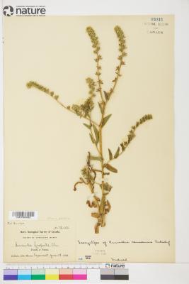 Amsinckia Lehm.