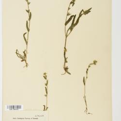 Amsinckia Lehm.