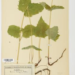 Arnica L.