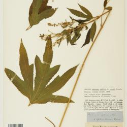 Ambrosia trifida