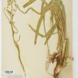 Anticlea elegans
