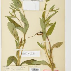 Arnica lanceolata