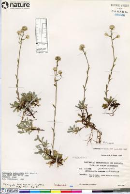 Antennaria alpina