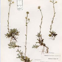 Antennaria alpina