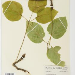 Aralia nudicaulis