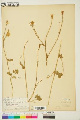 Aquilegia micrantha