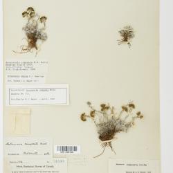 Antennaria alpina
