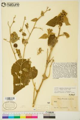 Abutilon Tourn. ex Mill.