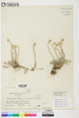 Antennaria rosea