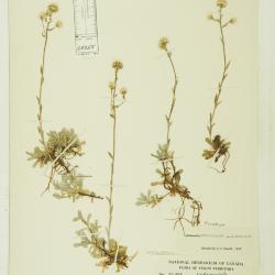 Antennaria alpina