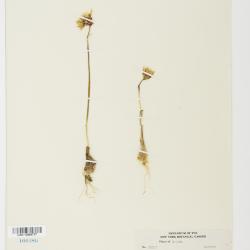 Allium L.