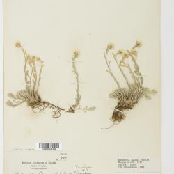 Antennaria rosea