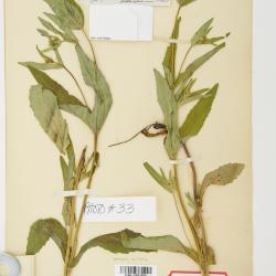 Arnica lanceolata