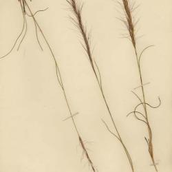Aristida L.