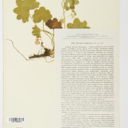 Alchemilla L.