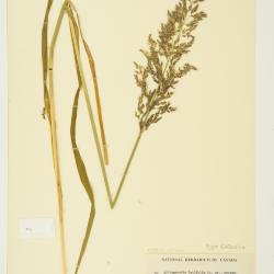 Arctagrostis latifolia