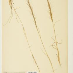 Aristida L.