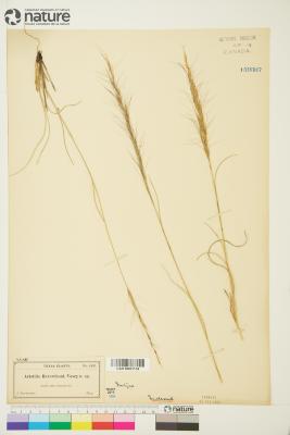 Aristida L.