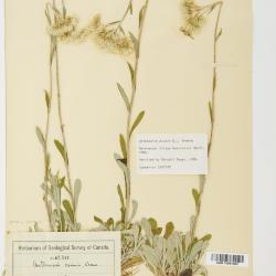 Antennaria howellii