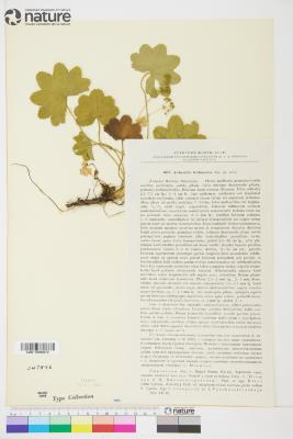 Alchemilla L.